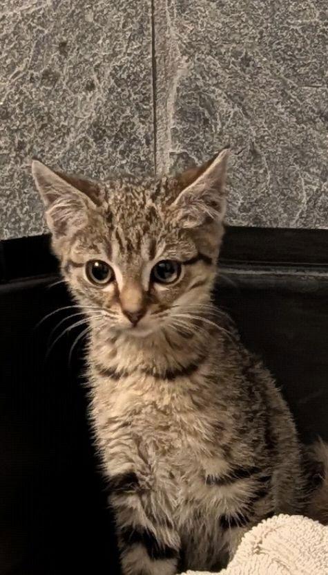 Enlarge Payton, a Adopted mixed breed in Buford, GA image 3/3