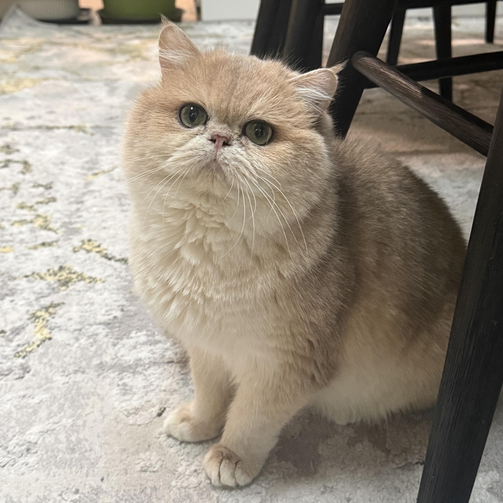 Derrick - Friendly Kitty Looking for New Home! - Adoptable Pet