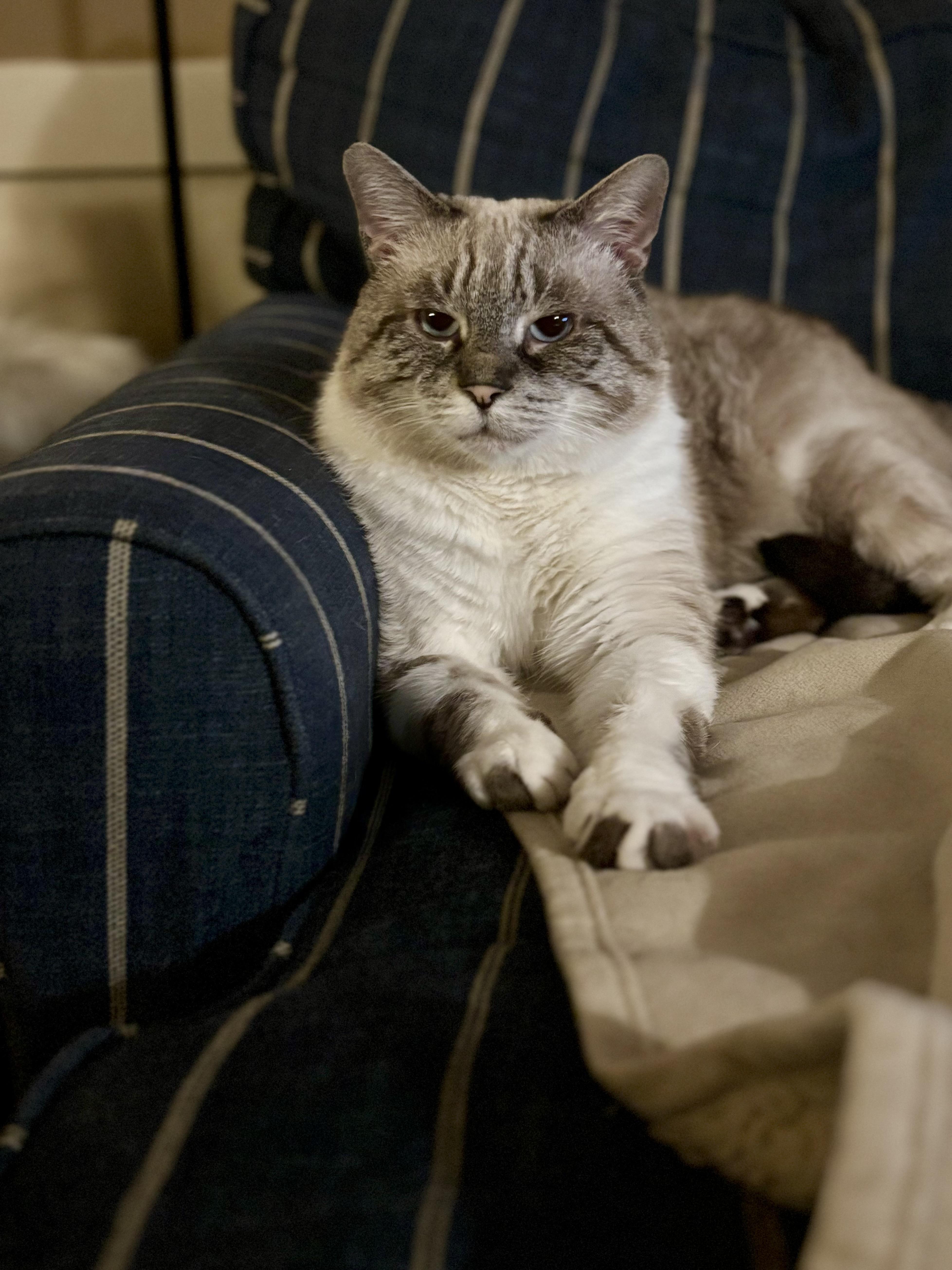 Enlarge Oscar, an adopted mixed breed in Cheshire, CT image 1/1