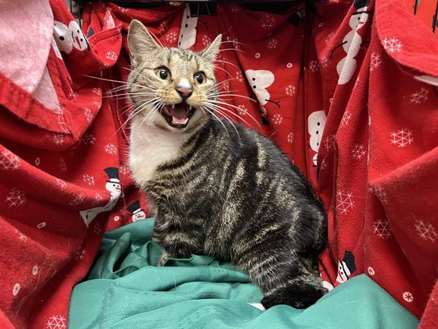 Enlarge HARBORSIDE, a Adoptable Domestic Short Hair in Winter Haven, FL image 1/1