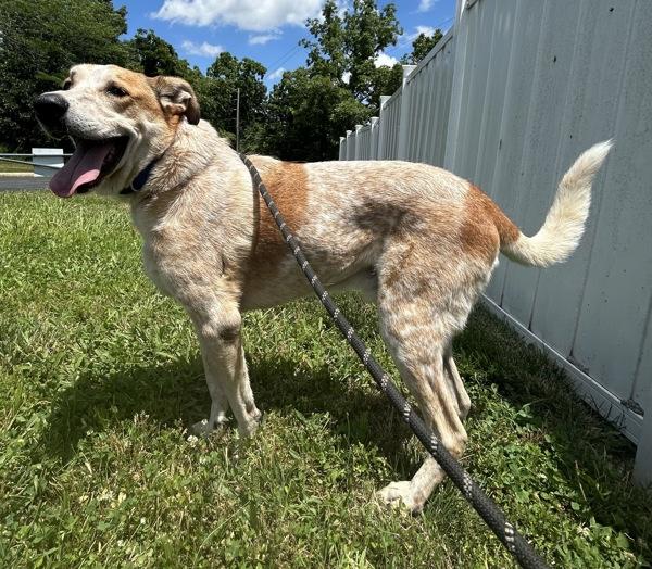 Cody, Adoptable, Adult Male Hound.