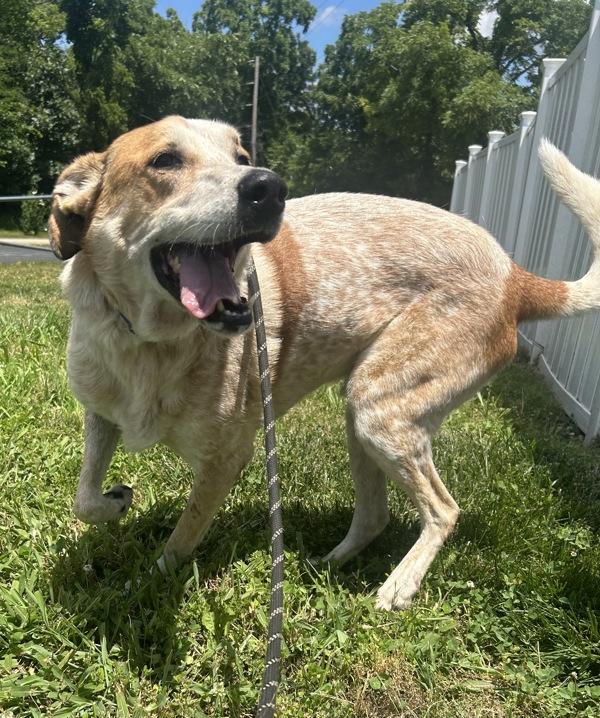 Enlarge Cody, a Adoptable mixed breed in Osage Beach, MO image 2/2