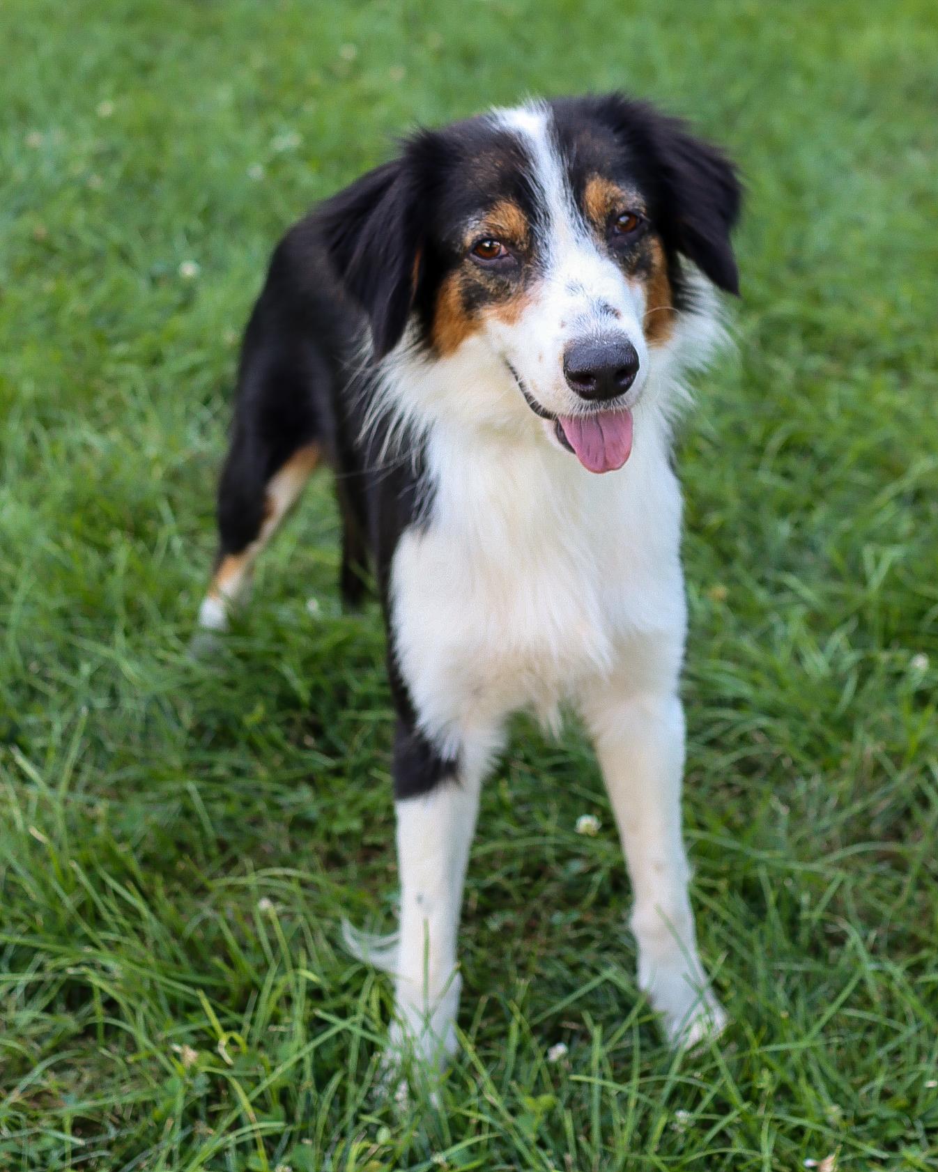 Piper