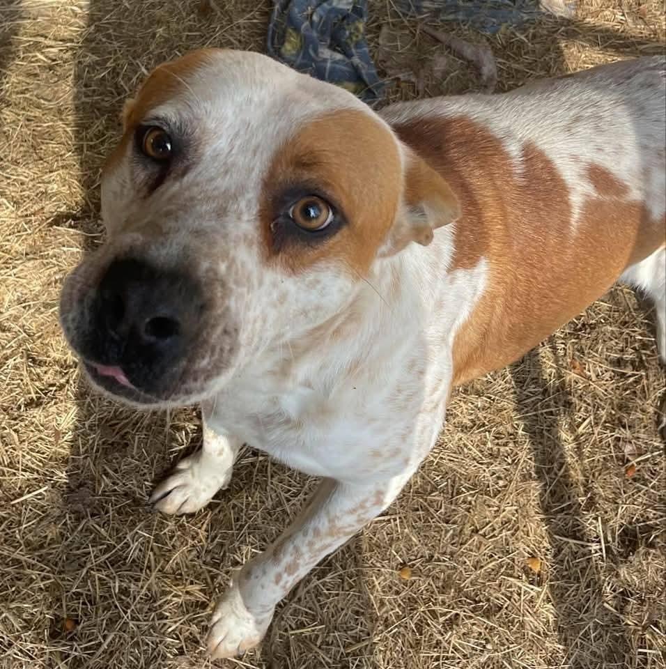 Enlarge Tucker, a Adoptable mixed breed in Marianna, FL image 1/2