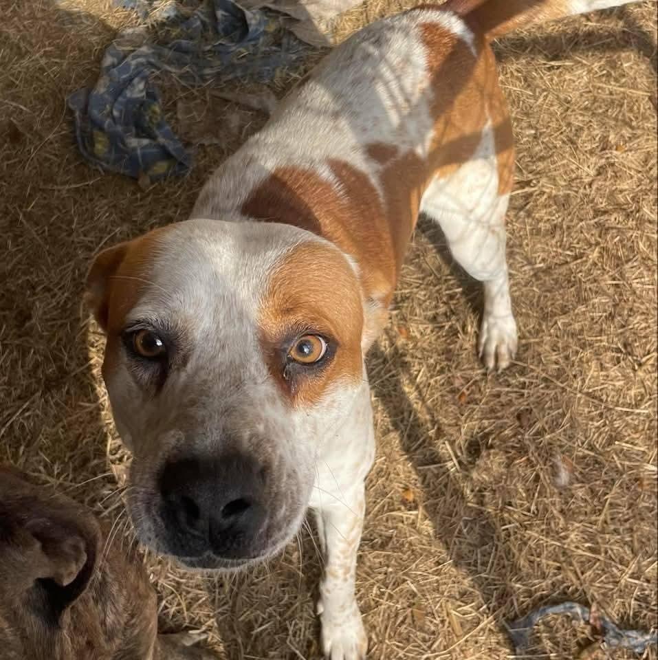 Enlarge Tucker, a Adoptable mixed breed in Marianna, FL image 2/2