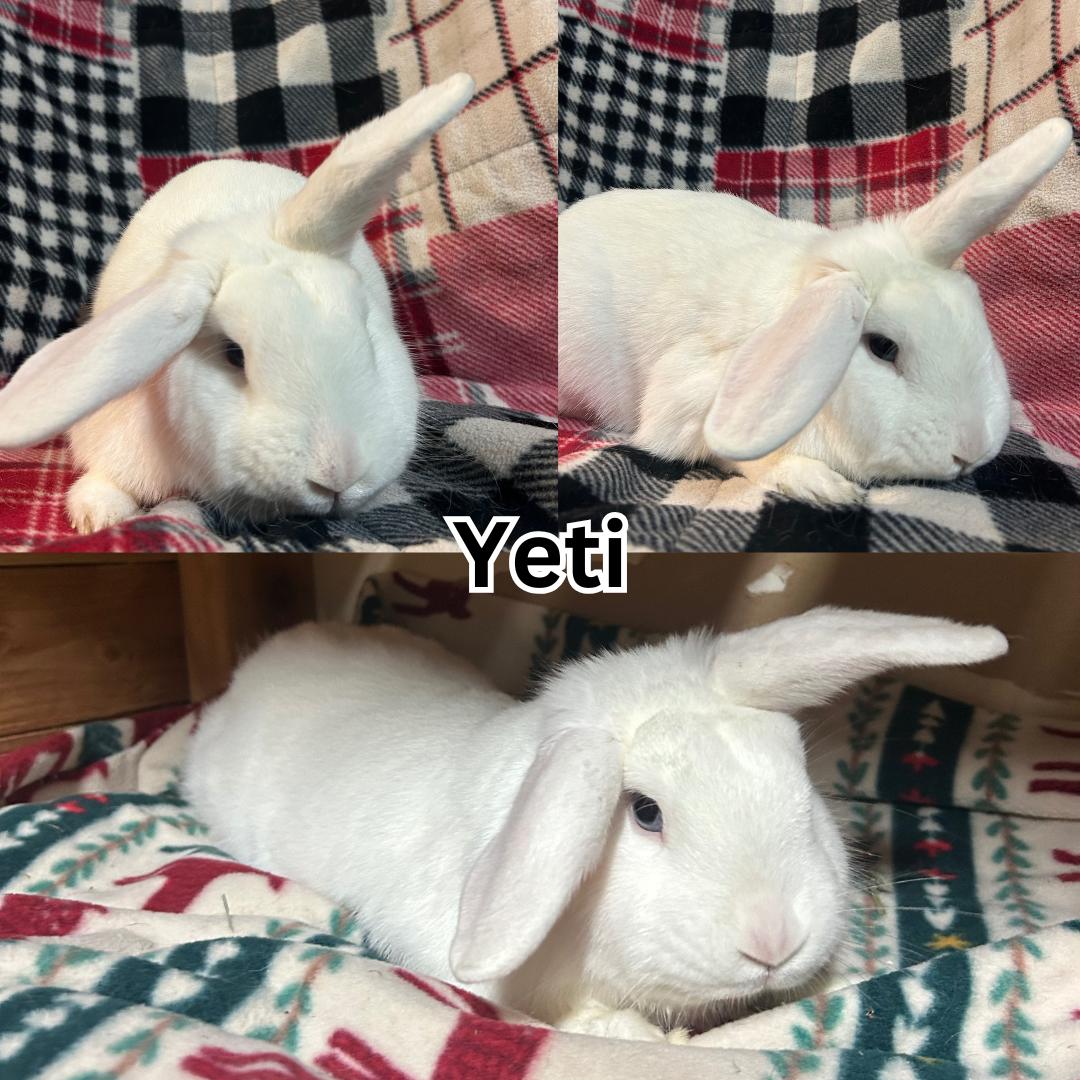Yeti, ADOPTABLE, Young Male Holland Lop.