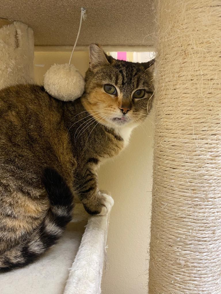 Sunshine, a Adoptable mixed breed in Coupeville, WA image 1/2