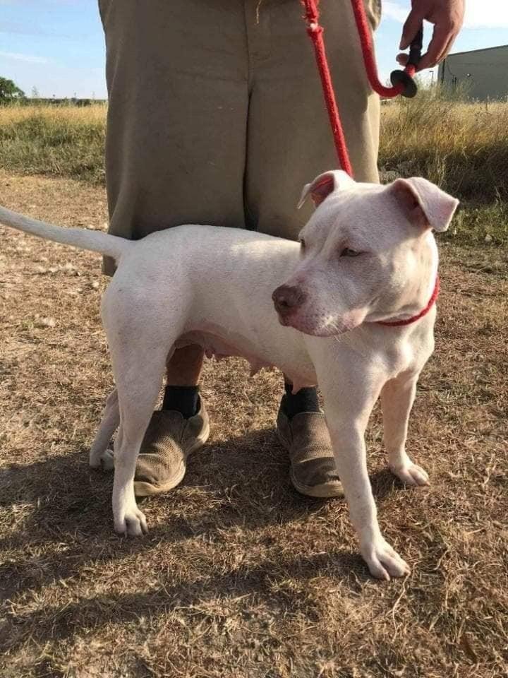 Nova, a Adoptable mixed breed image 3/6