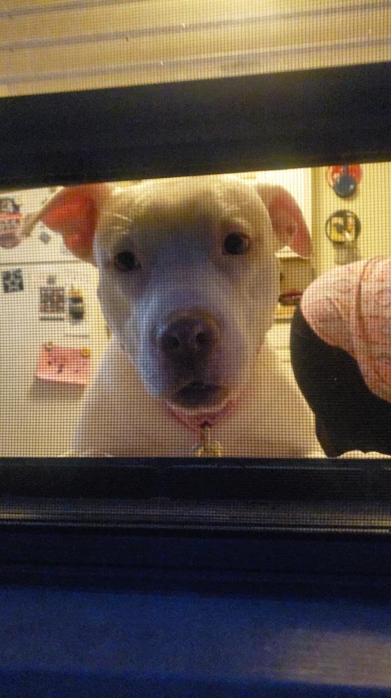 Nova, a Adoptable mixed breed image 4/6