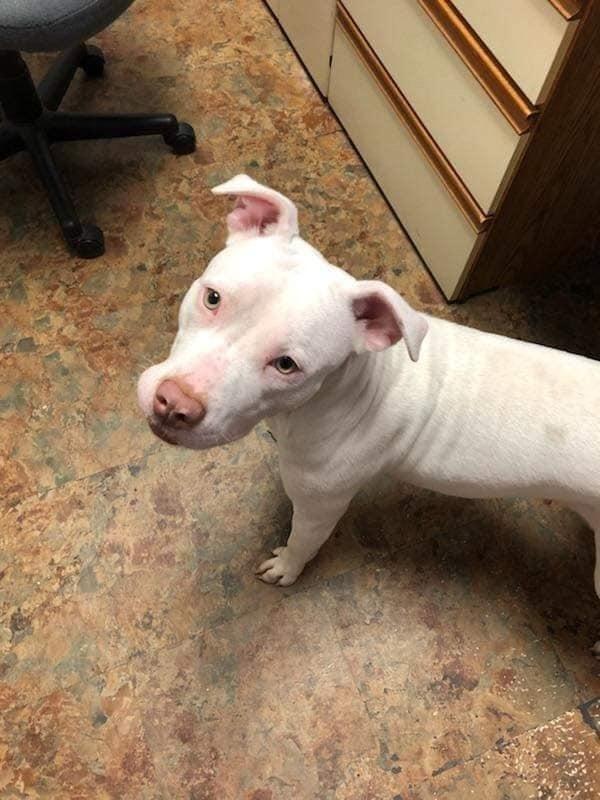 Nova, a Adoptable mixed breed image 5/6