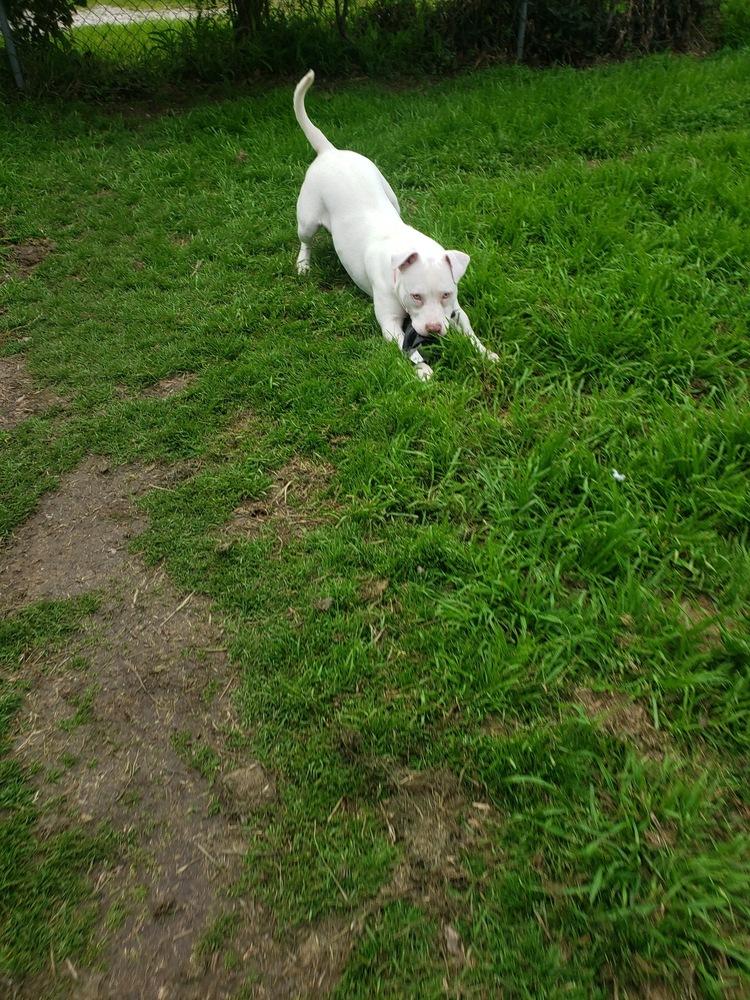 Nova, a Adoptable mixed breed image 6/6