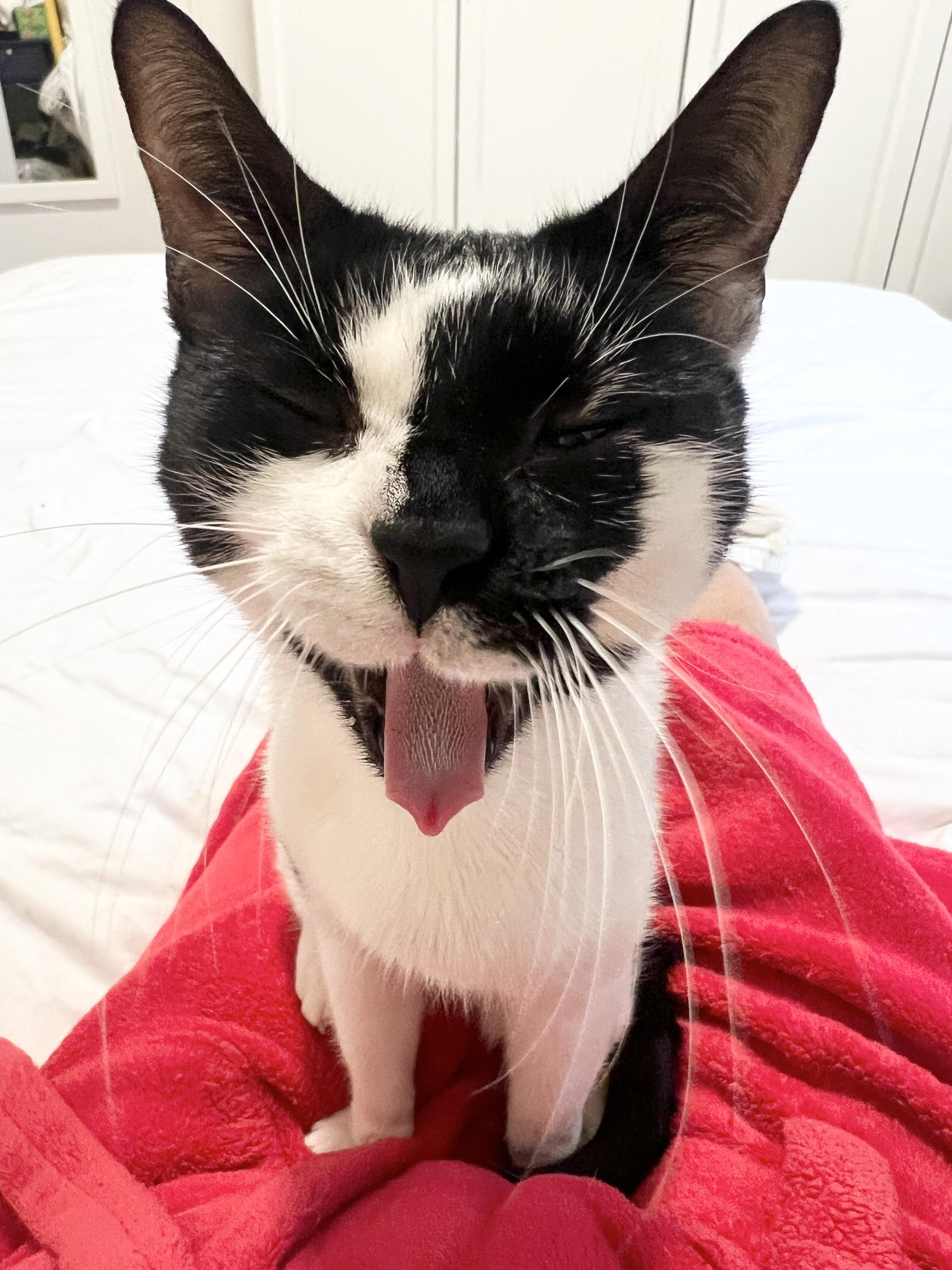Enlarge Snow White, a Adoptable Domestic Short Hair in New York, NY image 6/6