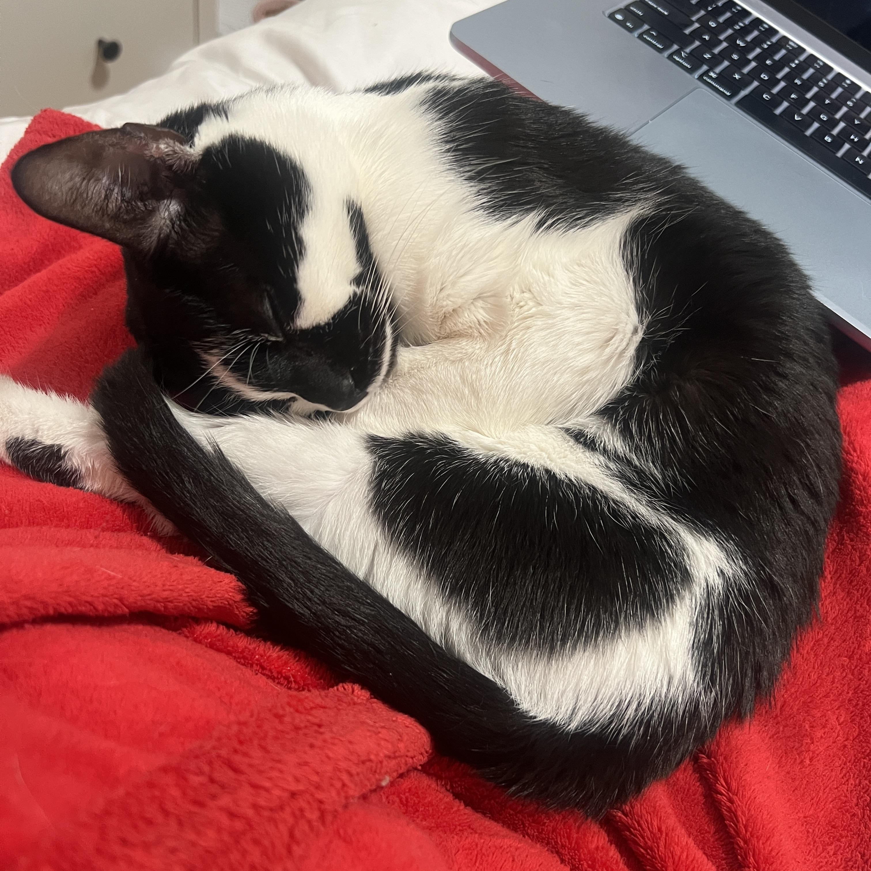 Enlarge Snow White, a Adoptable Domestic Short Hair in New York, NY image 5/6