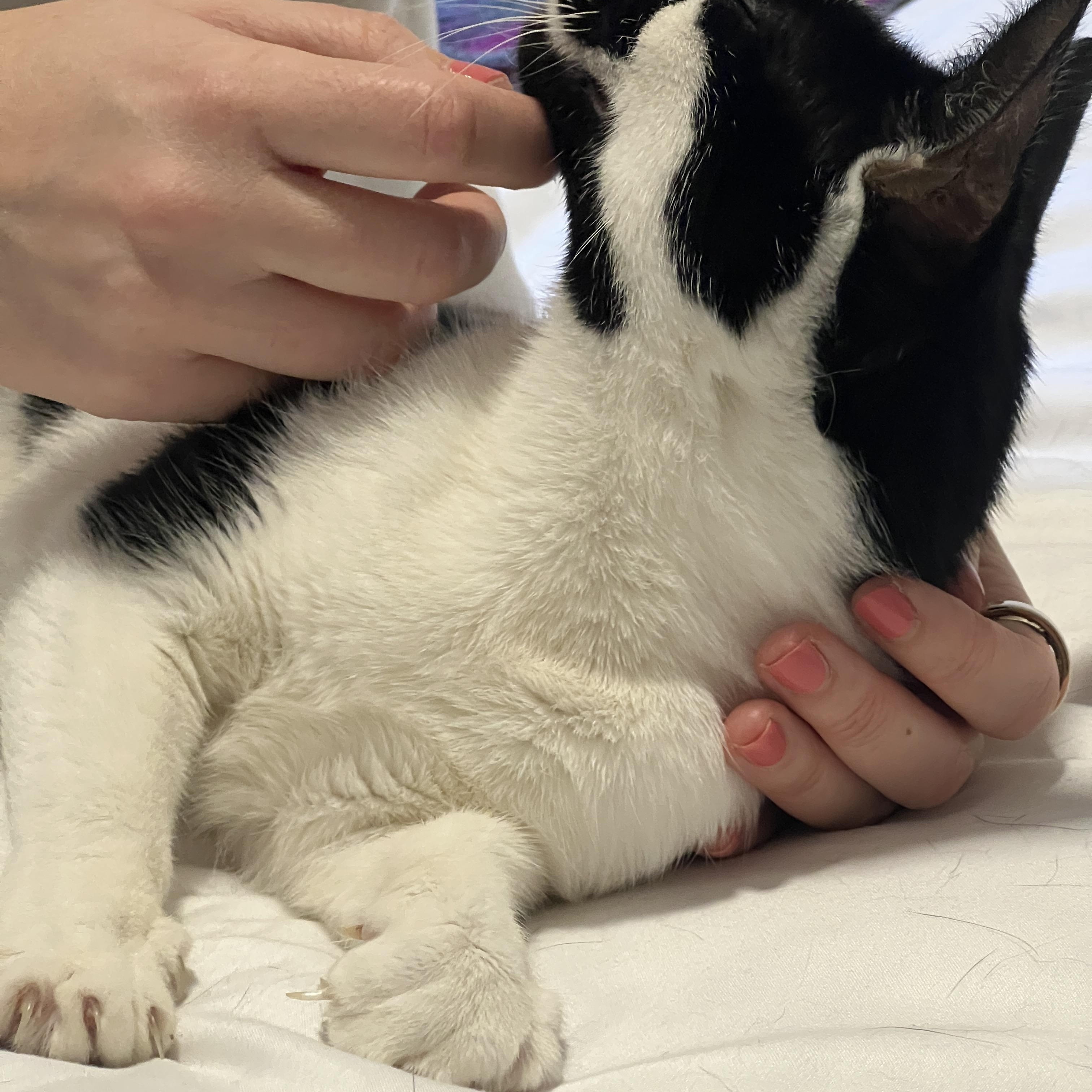 Enlarge Snow White, a Adoptable Domestic Short Hair in New York, NY image 3/6