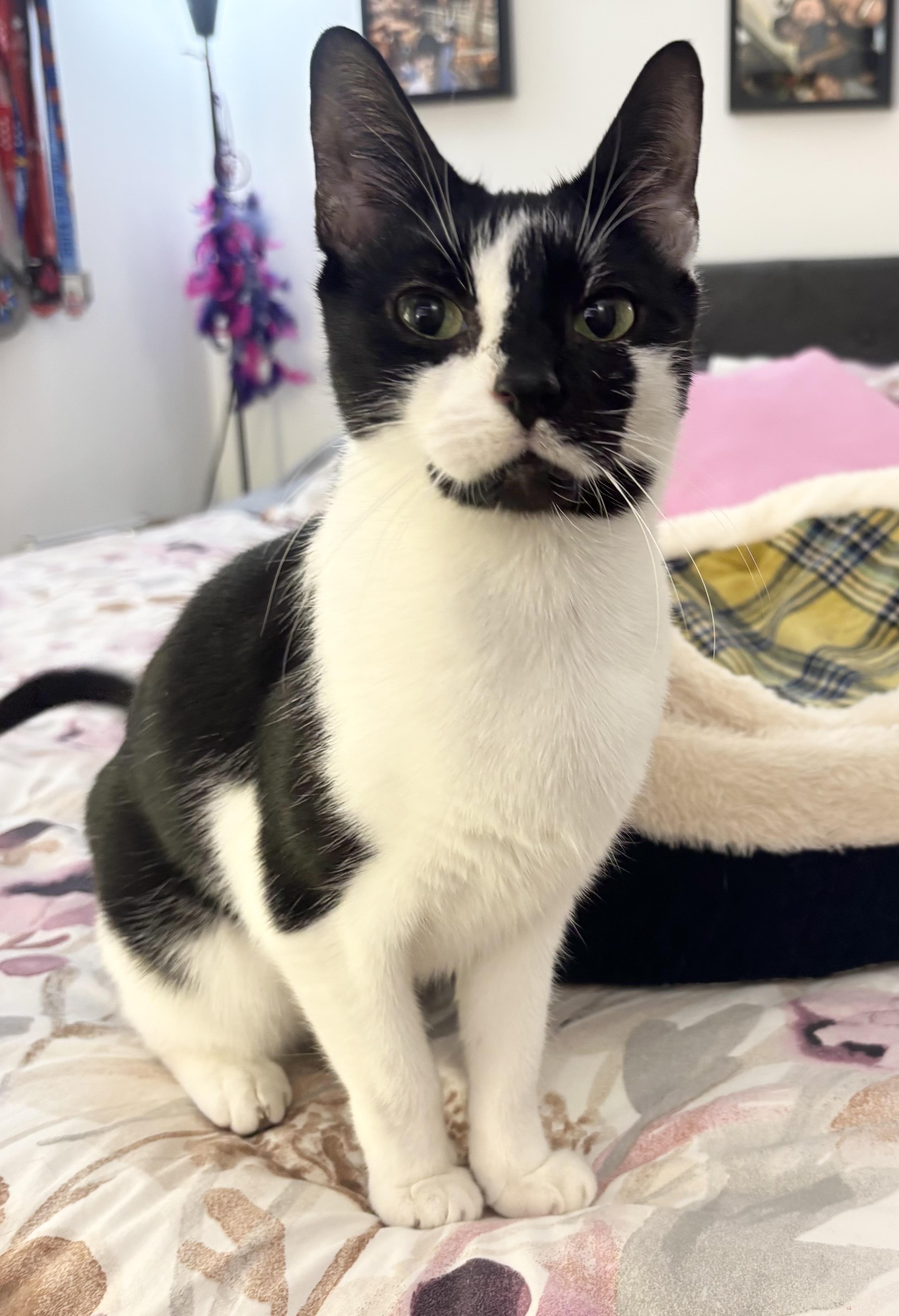 Enlarge Snow White, a Adoptable Domestic Short Hair in New York, NY image 2/6