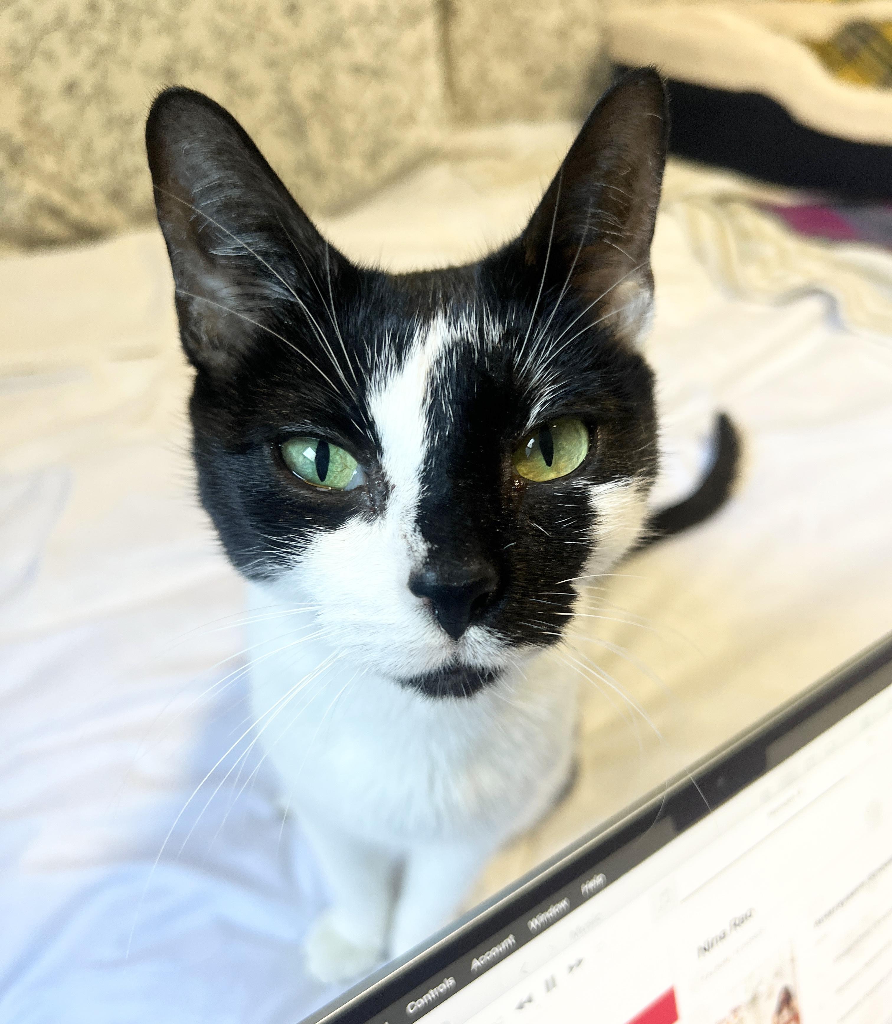 Enlarge Snow White, a Adoptable Domestic Short Hair in New York, NY image 1/6