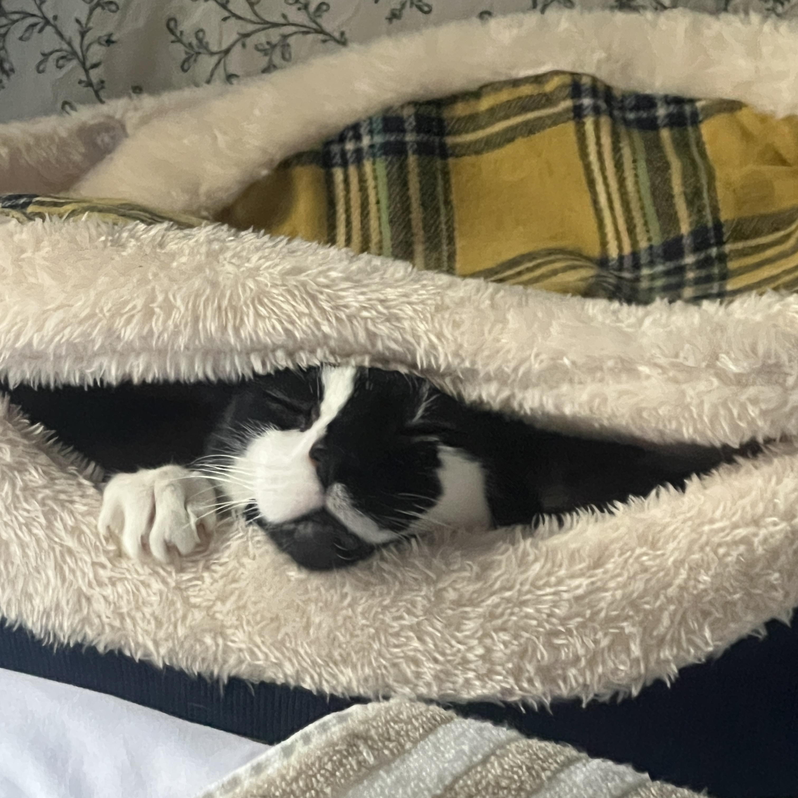 Enlarge Snow White, a Adoptable Domestic Short Hair in New York, NY image 4/6