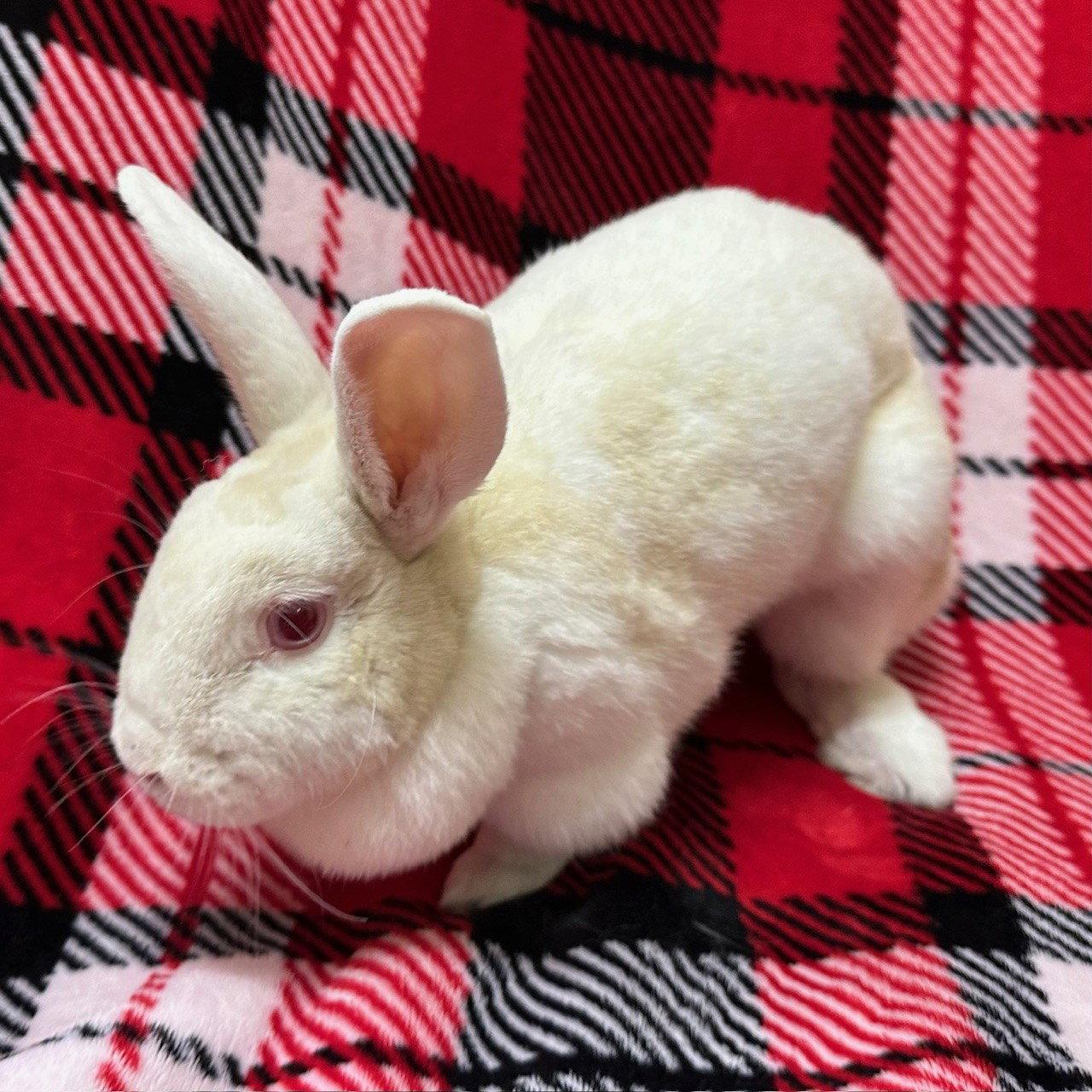 Juno, Adoptable, Young Female Bunny Rabbit.