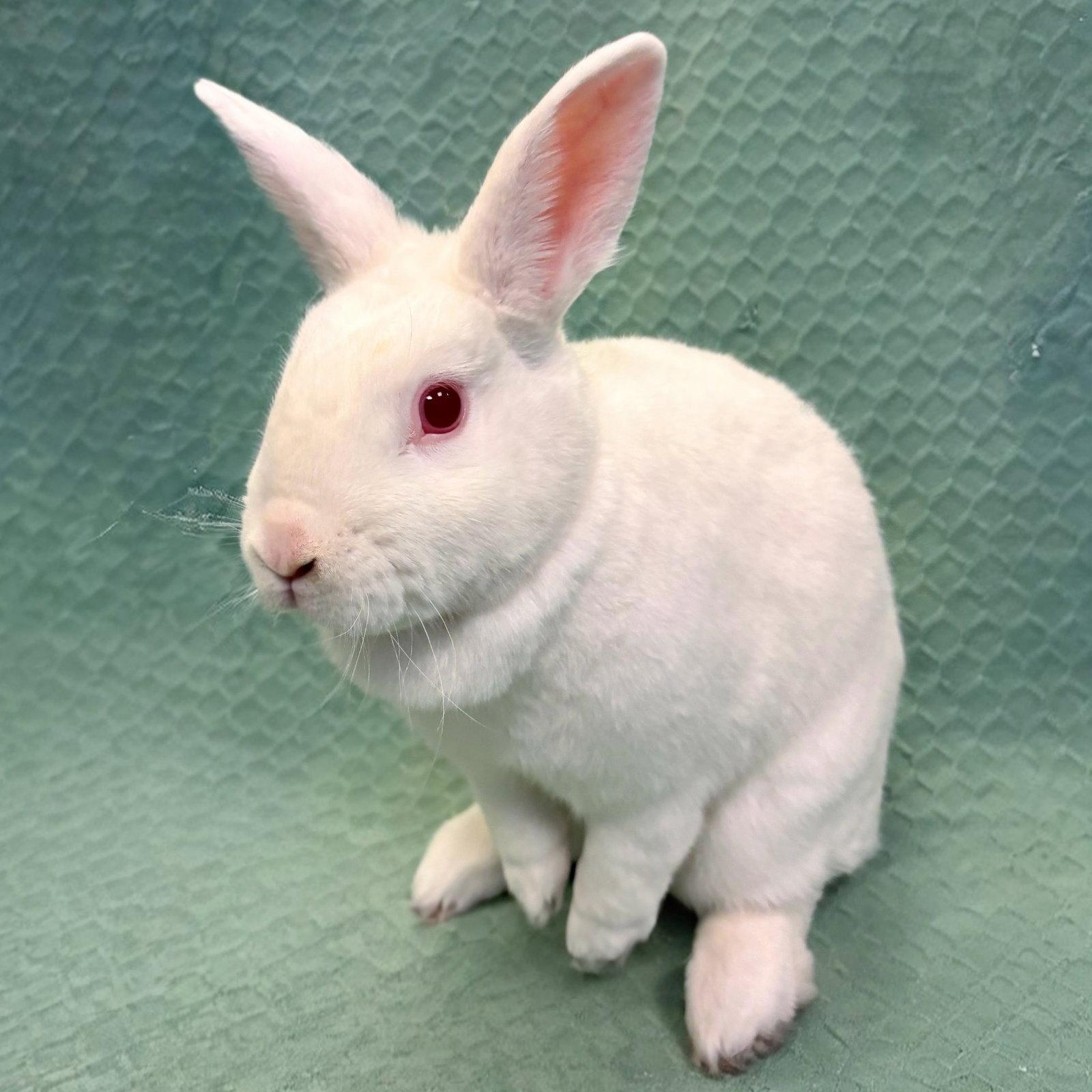 Enlarge Juno, a Adoptable Bunny Rabbit in Burlingame, CA image 2/3