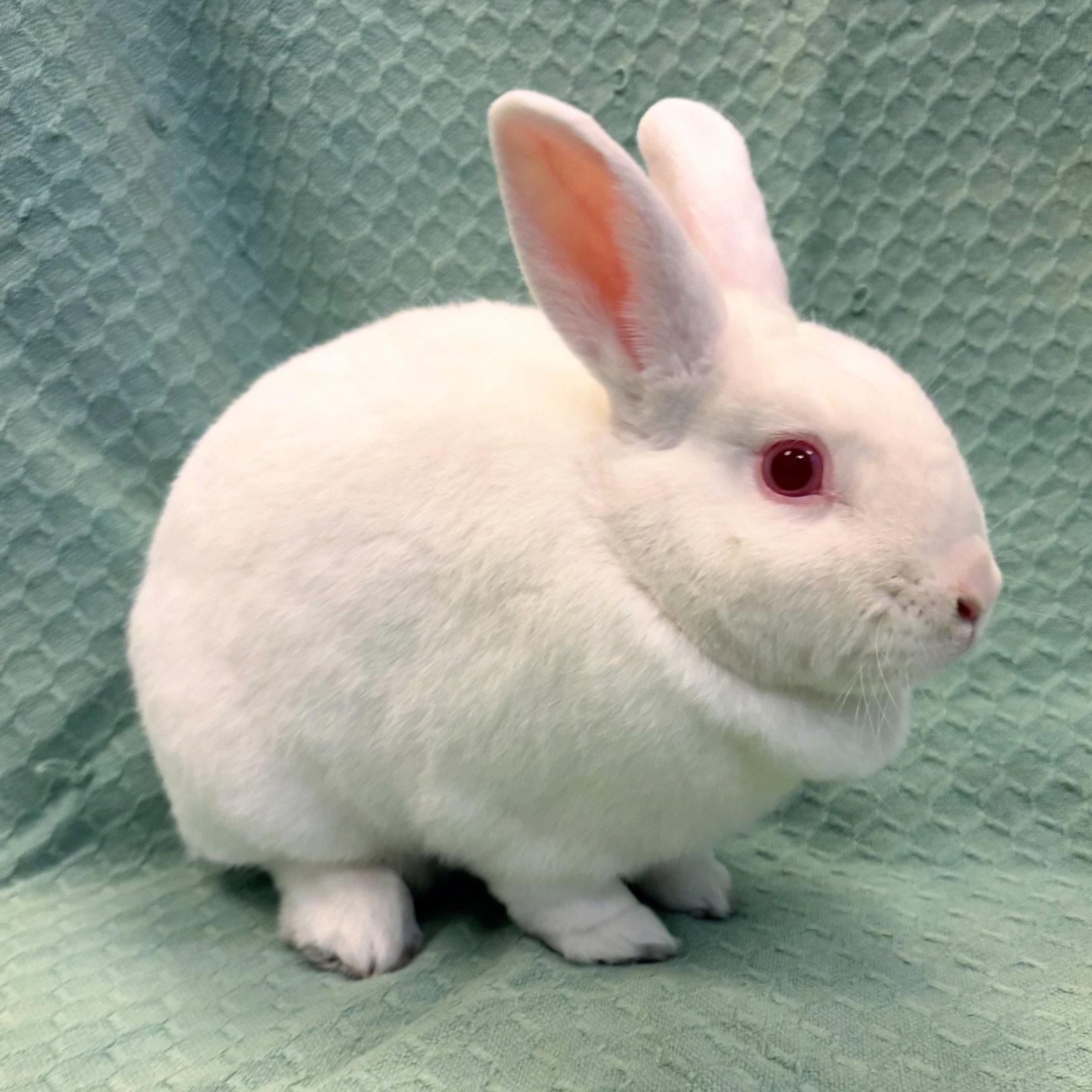 Enlarge Juno, a Adoptable Bunny Rabbit in Burlingame, CA image 3/3