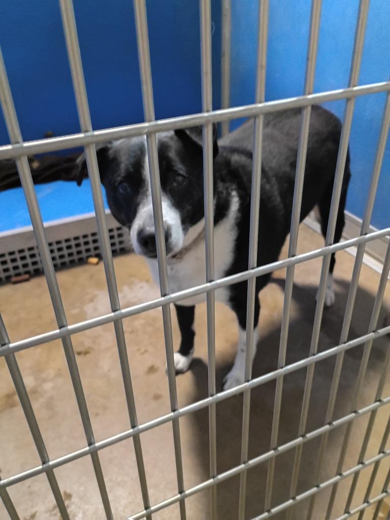 Jerry, Adoptable, Senior Male Labrador Retriever.