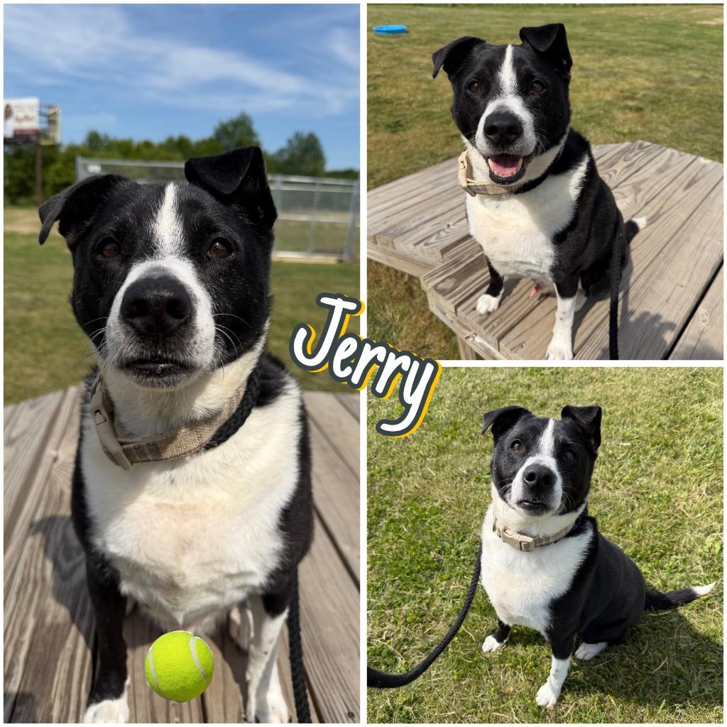 Enlarge Jerry, a Adoptable mixed breed in Pierceton, IN image 2/6