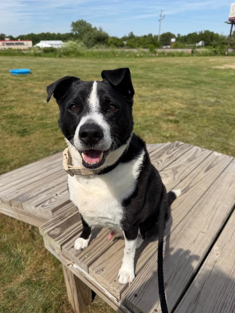 Enlarge Jerry, a Adoptable mixed breed in Pierceton, IN image 3/6