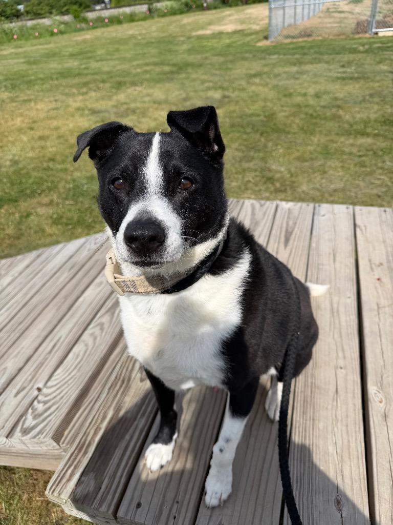 Enlarge Jerry, a Adoptable mixed breed in Pierceton, IN image 4/6