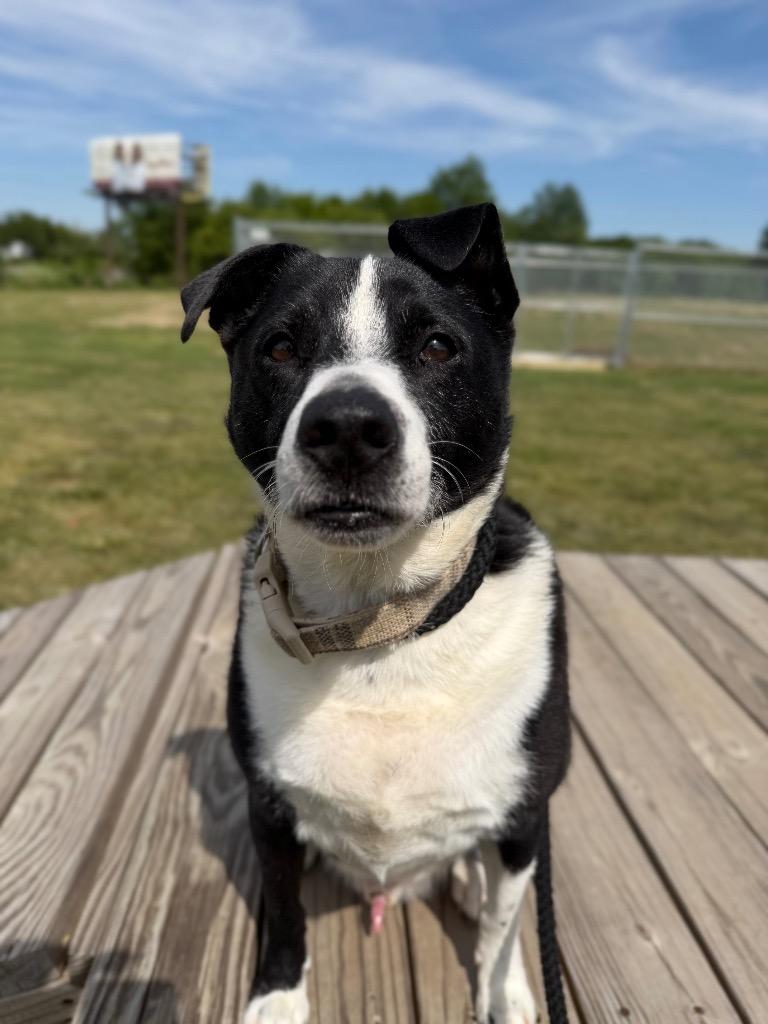 Enlarge Jerry, a Adoptable mixed breed in Pierceton, IN image 5/6