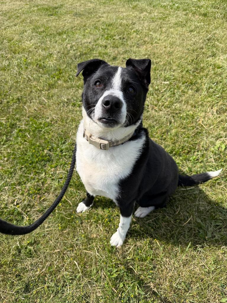 Enlarge Jerry, a Adoptable mixed breed in Pierceton, IN image 6/6