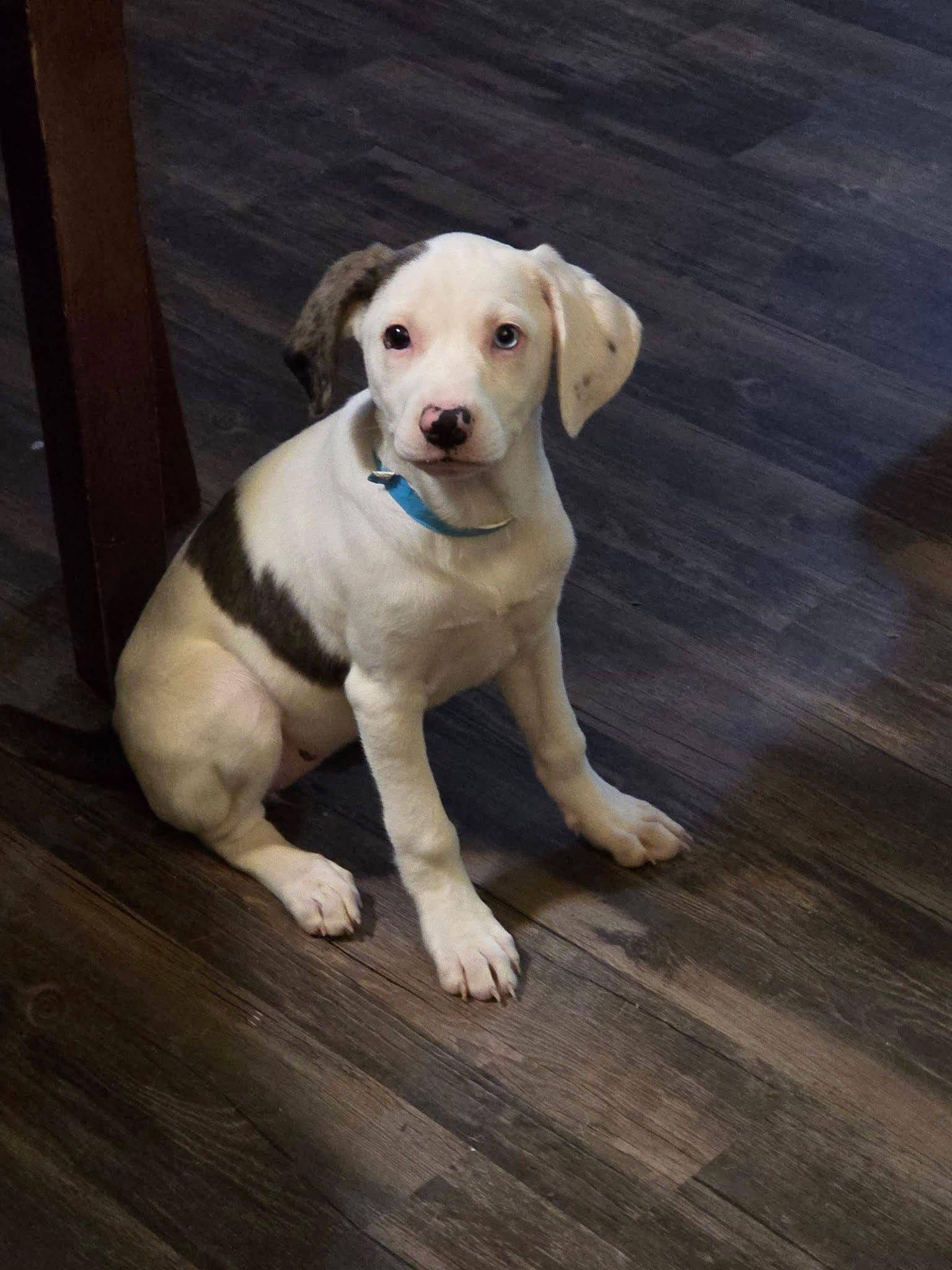 Enlarge Rookie, a Adoptable Australian Shepherd in New London, WI image 1/2