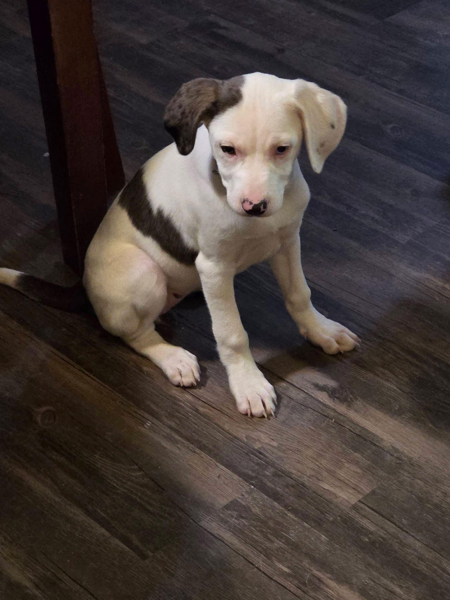 Enlarge Rookie, a Adoptable Australian Shepherd in New London, WI image 2/2