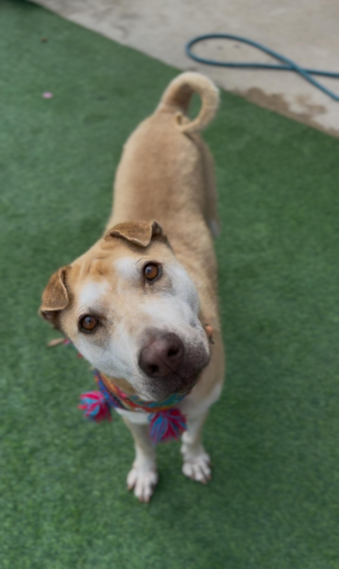 Enlarge Cassie, a Adoptable mixed breed in Cincinnati, OH image 1/6