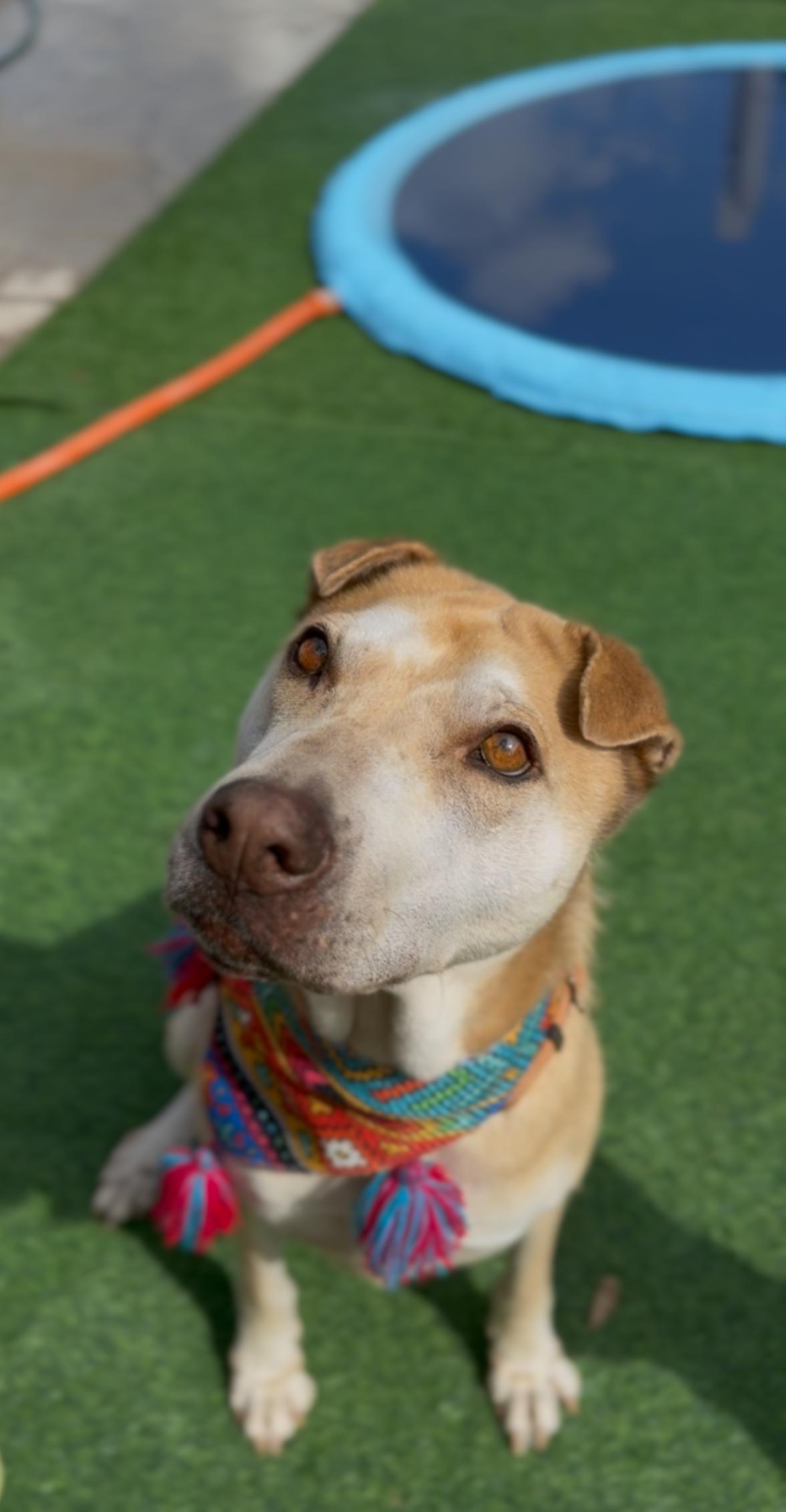 Enlarge Cassie, a Adoptable mixed breed in Cincinnati, OH image 3/6