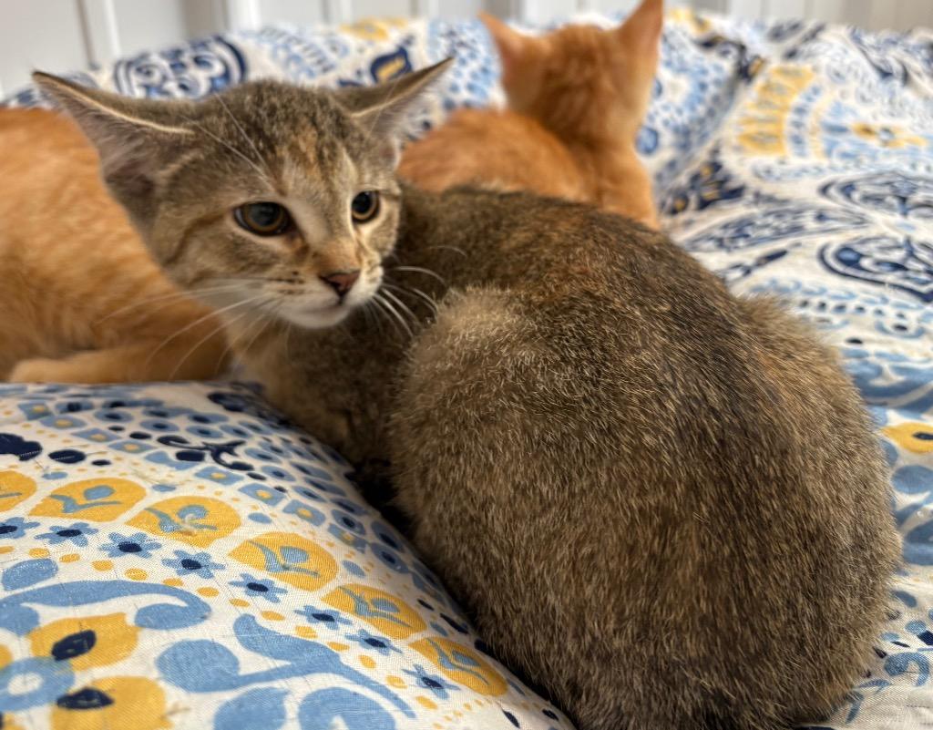 Enlarge Zucchini, a Adoptable mixed breed in Pierceton, IN image 2/2