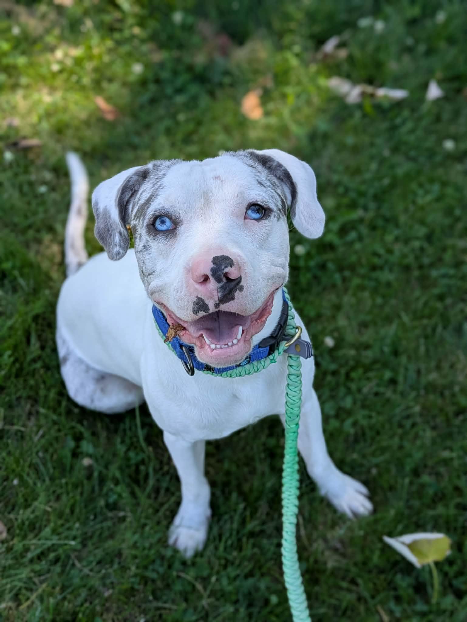 Julius, a ADOPTABLE mixed breed in Cleveland, OH image 2/3