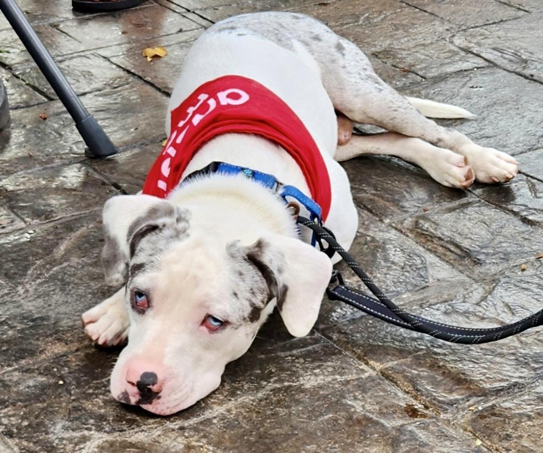 Enlarge Julius, an adopted mixed breed in Cleveland, OH image 4/4