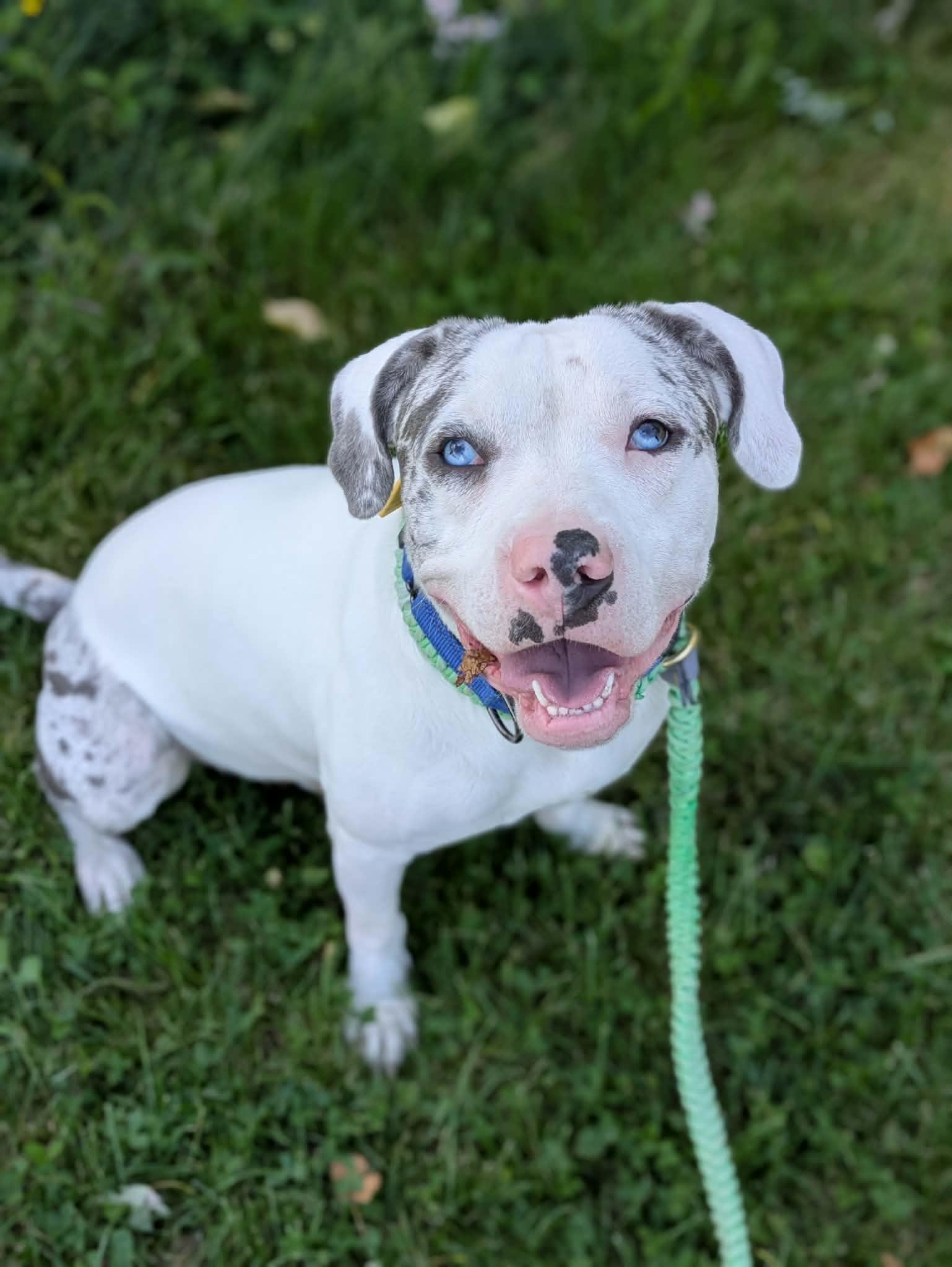 Julius, ADOPTABLE, Puppy Male Catahoula Leopard Dog.