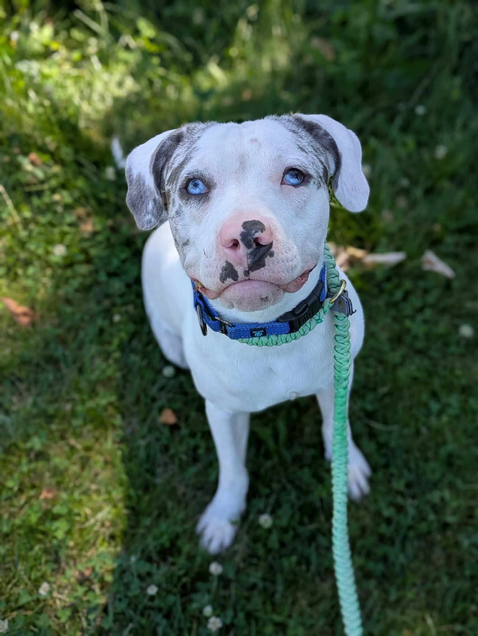 Julius, a ADOPTABLE mixed breed in Cleveland, OH image 3/3
