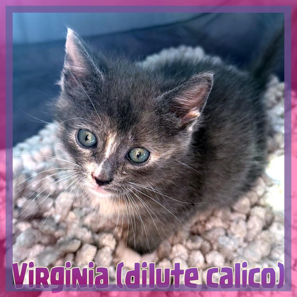 Virginia, adopted, Kitten Female Domestic Short Hair.