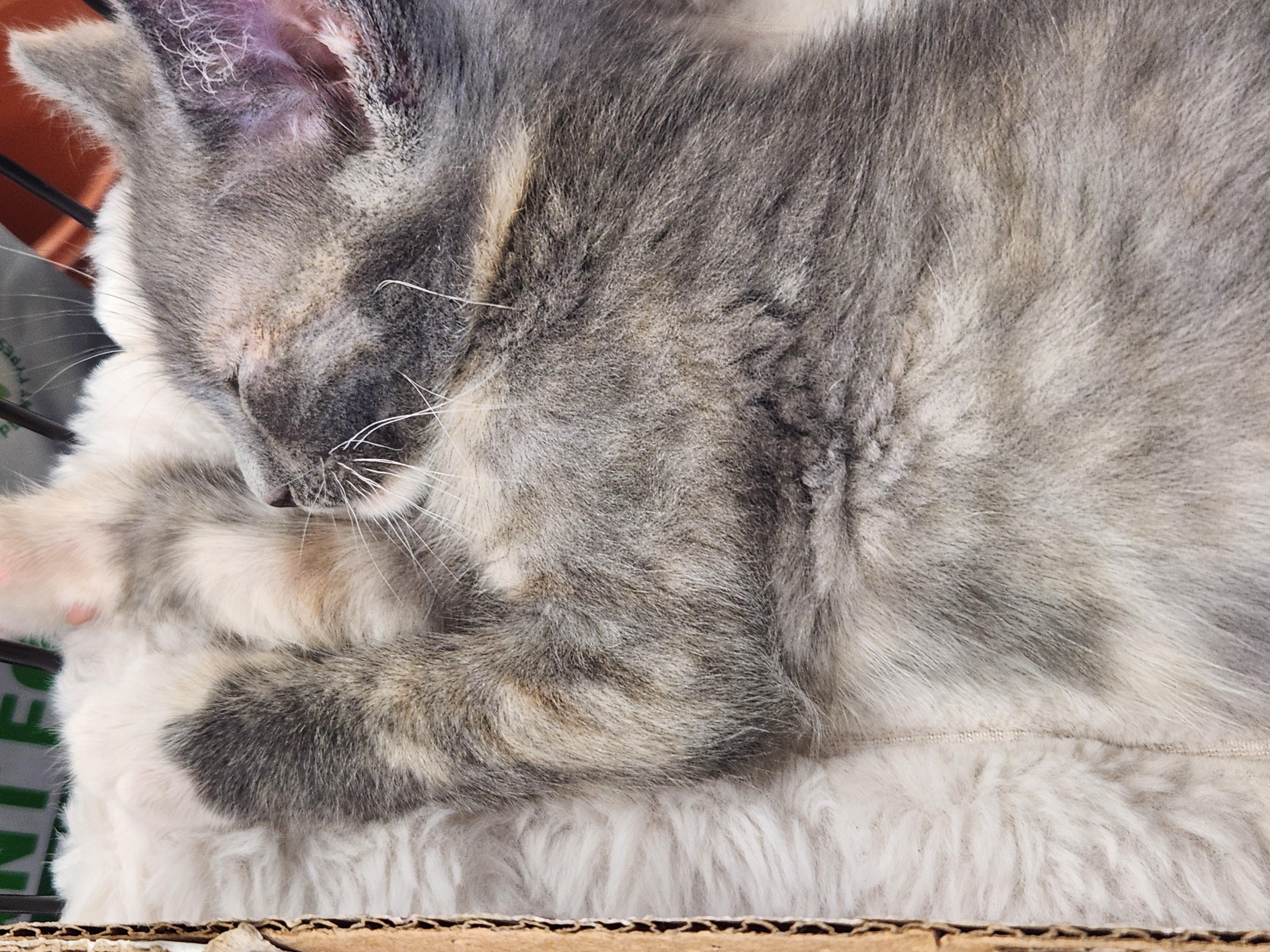 Enlarge Virginia, an adopted Domestic Short Hair in Great Mills, MD image 2/2