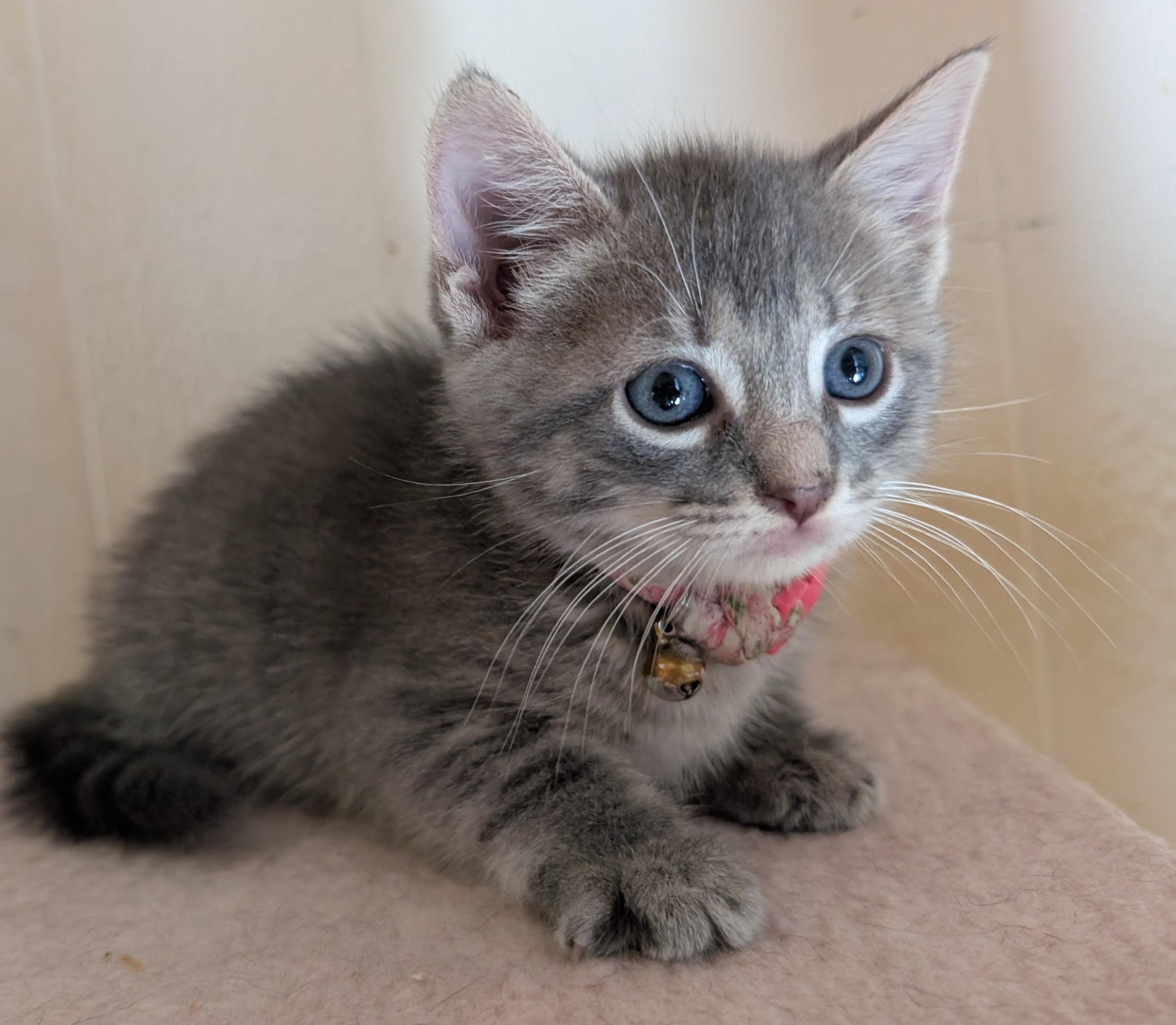 Melody, adopted, Kitten Female Domestic Short Hair.