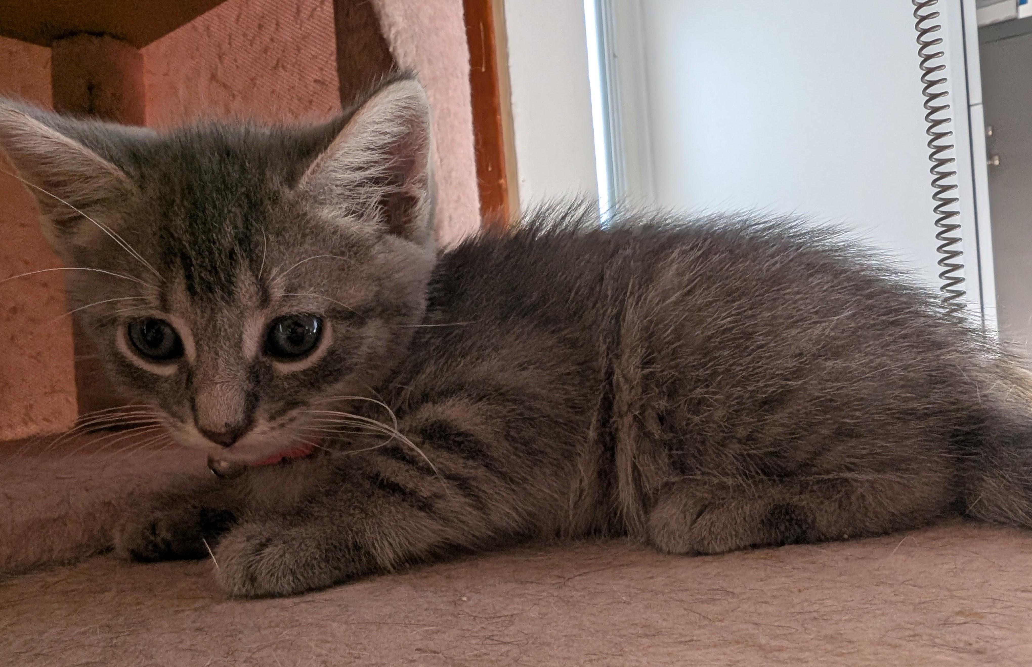Enlarge Melody, an adopted Domestic Short Hair in Bayonne, NJ image 5/6