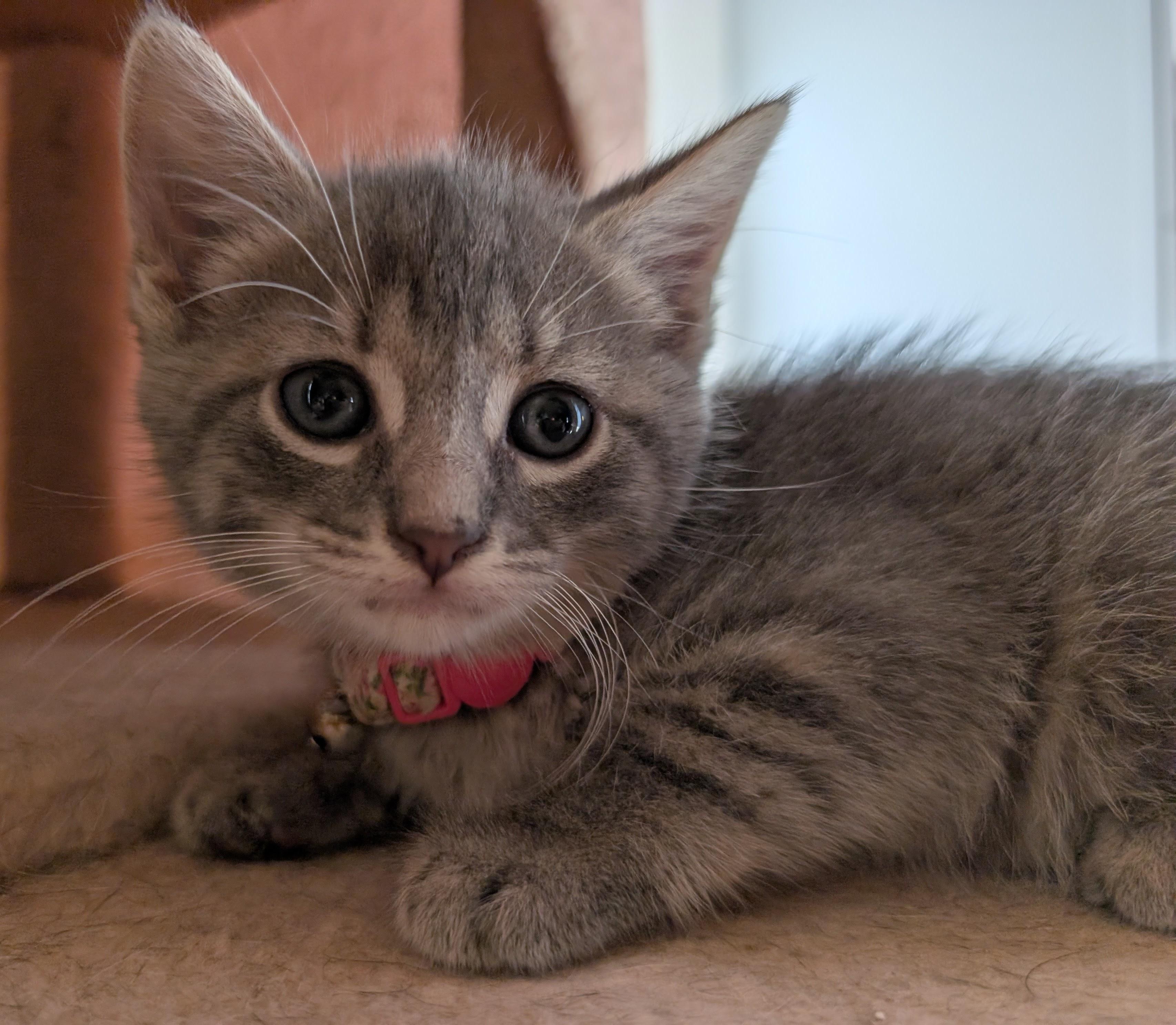 Enlarge Melody, an adopted Domestic Short Hair in Bayonne, NJ image 3/6