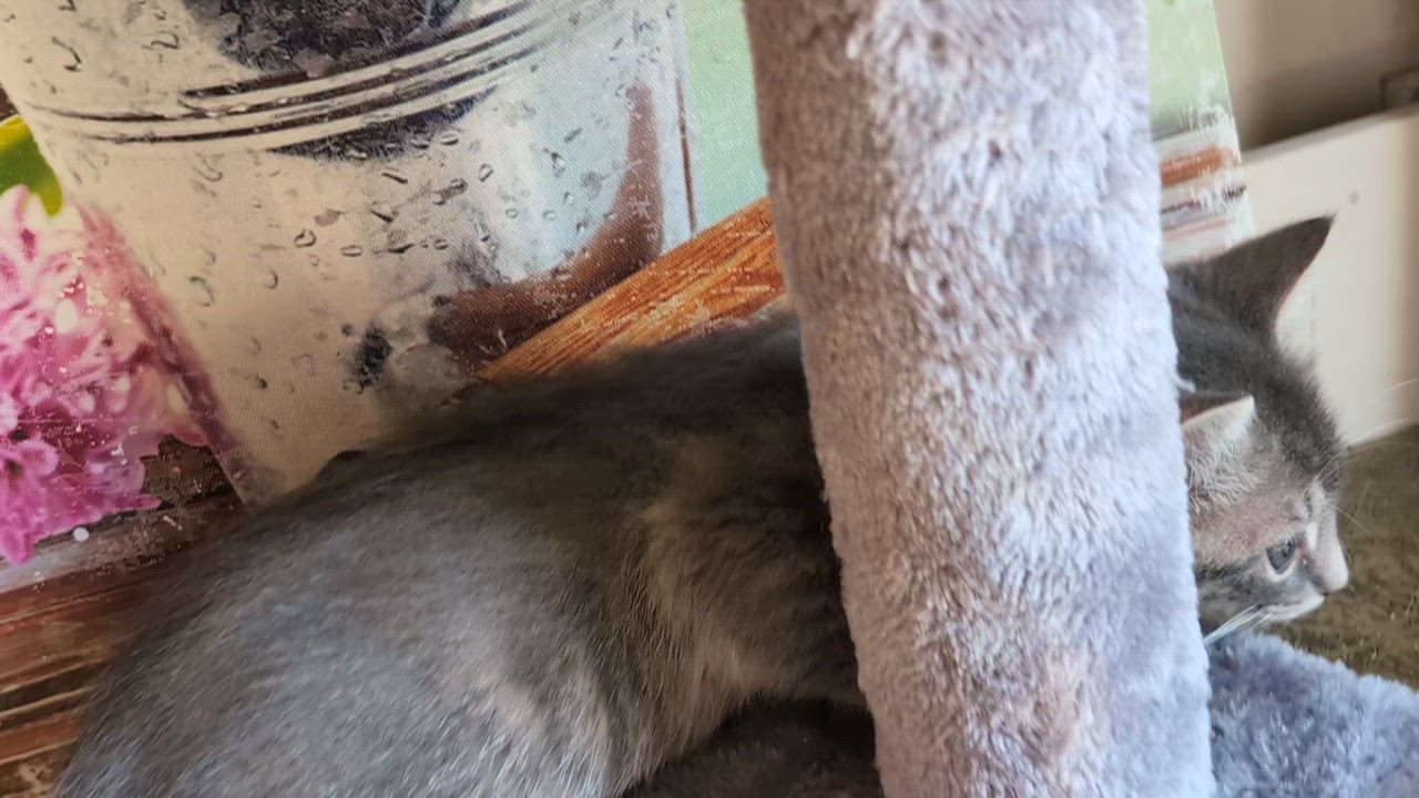 Enlarge Melody, an adopted Domestic Short Hair in Bayonne, NJ video 6/6
