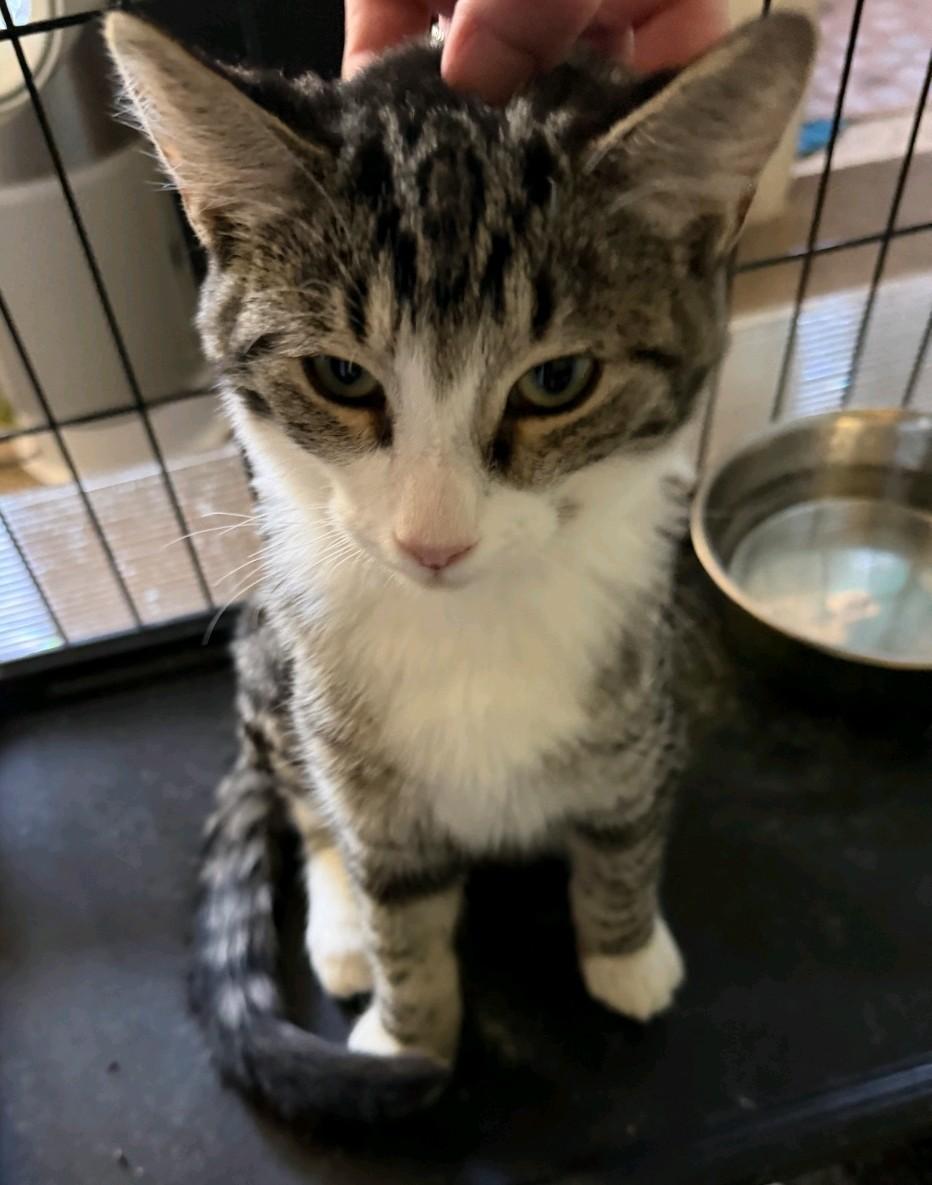 Spirit, Adoptable, Kitten Male Domestic Medium Hair.