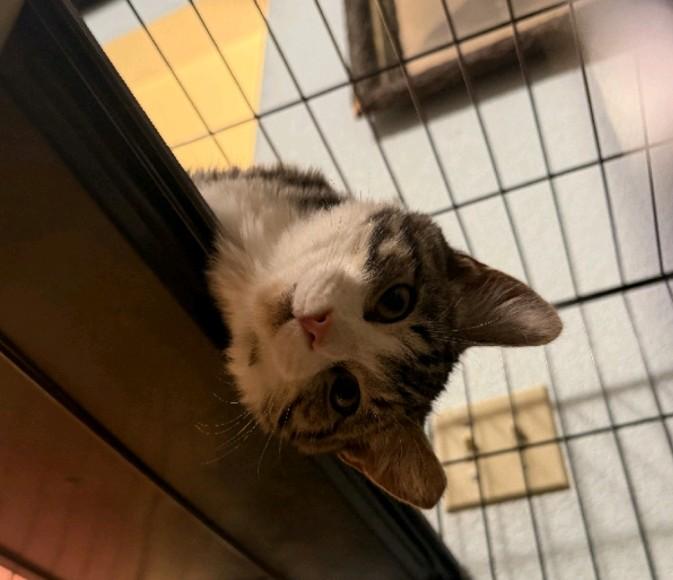 Enlarge Spirit, a Adoptable Domestic Medium Hair in Reno, NV image 2/2