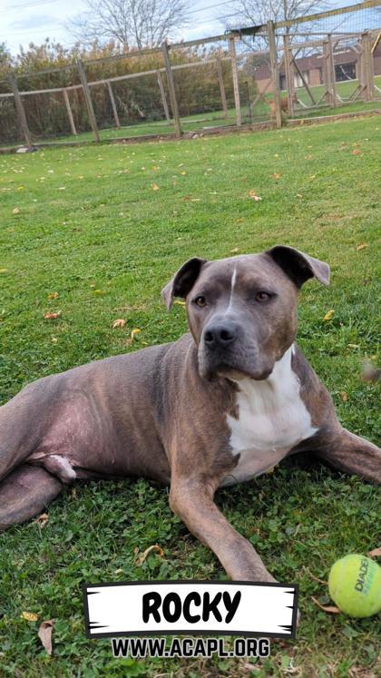 Rocky, a Adoptable Mixed Breed in Ashtabula, OH image 1/3