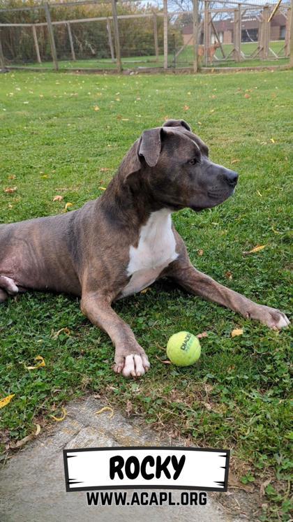 Rocky, a Adoptable Mixed Breed in Ashtabula, OH image 2/3