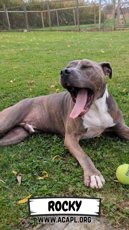 Rocky, a Adoptable Mixed Breed in Ashtabula, OH image 3/3